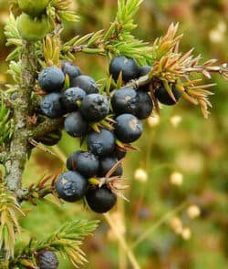 Gemeiner Wacholder (Juniperus communis)