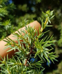 Gemeiner Wacholder (Juniperus communis)