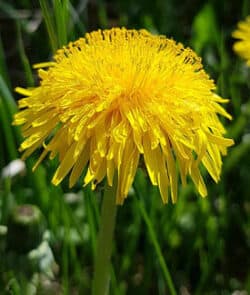 Gewöhnlicher Löwenzahn (Taraxacum sect. Ruderalia)