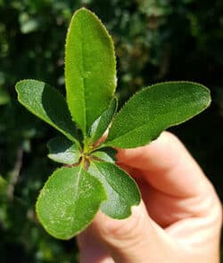 Gewöhnliche Berberitze (Berberis vulgaris)