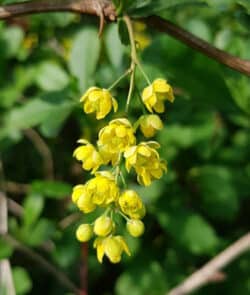 Gewöhnliche Berberitze (Berberis vulgaris)