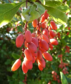 Gewöhnliche Berberitze (Berberis vulgaris)