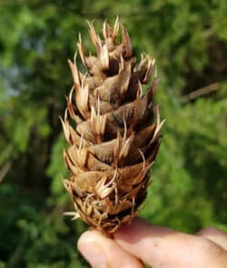 Gewöhnliche Douglasie (Pseudotsuga menziesii)