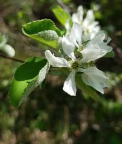 Gewöhnliche Felsenbirne (Amelanchier ovalis)