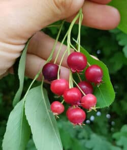 Gewöhnliche Felsenbirne (Amelanchier ovalis)