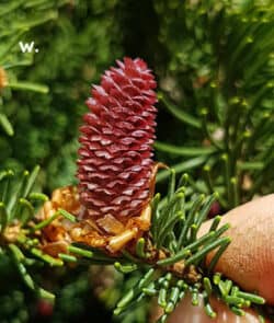 Gemeine Fichte (Picea abies)