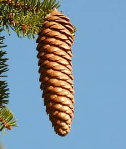 Gemeine Fichte (Picea abies)