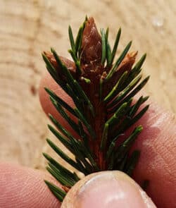 Gemeine Fichte (Picea abies)