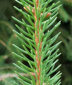 Gemeine Fichte (Picea abies)