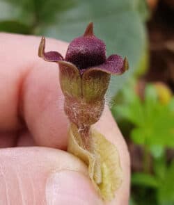 Gewöhnliche Haselwurz (Asarum europaeum)