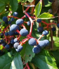 Gewöhnliche Jungfernrebe (Parthenocissus vitacea)