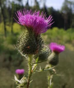 Gewöhnliche Kratzdistel (Cirsium vulgare)