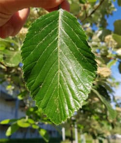 Gewöhnliche Mehlbeere (Sorbus aria)