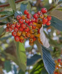 Gewöhnliche Mehlbeere (Sorbus aria)