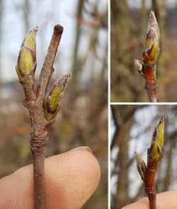 Gewöhnliche Mehlbeere (Sorbus aria)