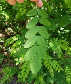 Gewöhnliche Robinie (Robinia pseudoacacia)