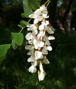 Gewöhnliche Robinie (Robinia pseudoacacia)