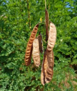 Gewöhnliche Robinie (Robinia pseudoacacia)