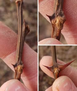 Gewöhnliche Robinie (Robinia pseudoacacia)