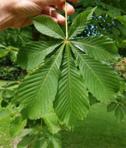 Gewöhnliche Rosskastanie (Aesculus hippocastanum)