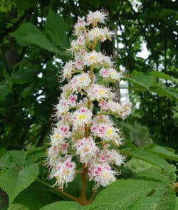 Gewöhnliche Rosskastanie (Aesculus hippocastanum)