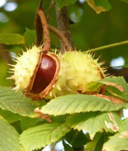 Gewöhnliche Rosskastanie (Aesculus hippocastanum)