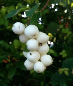 Gewöhnliche Schneebeere (Symphoricarpos albus)