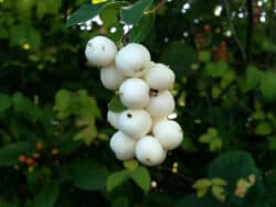 Früchte der Schneebeere
