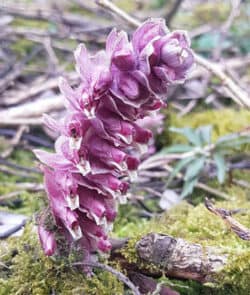 Gewöhnliche Schuppenwurz (Lathraea squamaria)