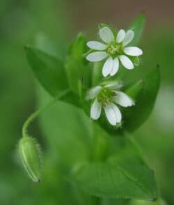 Gewöhnliche Vogelmiere (Stellaria media)