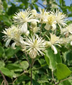 Gewöhnliche Waldrebe (Clematis vitalba)