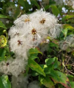 Gewöhnliche Waldrebe (Clematis vitalba)