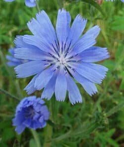 Gewöhnliche Wegwarte (Cichorium intybus)