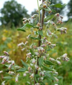 Gemeiner Beifuß (Artemisia vulgaris)