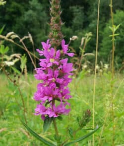 Gewöhnlicher Blutweiderich (Lythrum salicaria)