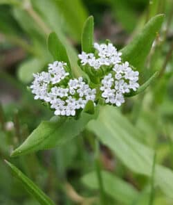 Feldsalat (Valerianella)