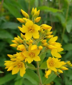 Gewöhnlicher Gilbweiderich (Lysimachia vulgaris)