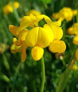 Gewöhnlicher Hornklee (Lotus corniculatus)