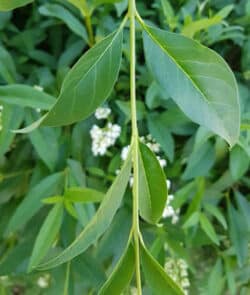 Gewöhnlicher Liguster (Ligustrum vulgare)