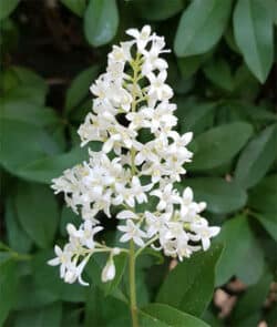 Gewöhnlicher Liguster (Ligustrum vulgare)