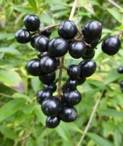 Gewöhnlicher Liguster (Ligustrum vulgare)