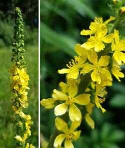 Gewöhnlicher Odermennig (Agrimonia eupatoria)