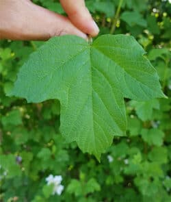 Gewöhnlicher Schneeball (Viburnum opulus)