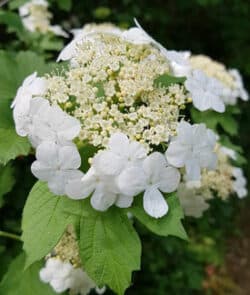 Gewöhnlicher Schneeball (Viburnum opulus)