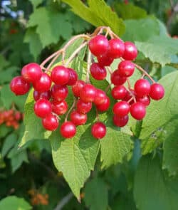 Gewöhnlicher Schneeball (Viburnum opulus)