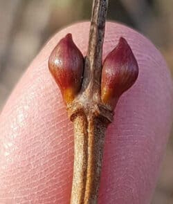 Gewöhnlicher Schneeball (Viburnum opulus)