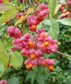 Gewöhnliche Spindelstrauch (Euonymus europaeus