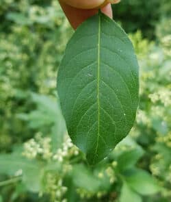 Gewöhnlicher Spindelstrauch (Euonymus europaeus)