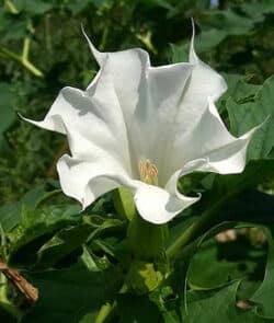 Gemeiner Stechapfel (Datura stramonium)