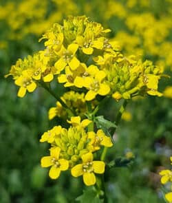 Winterkresse (Barbarea vulgaris)